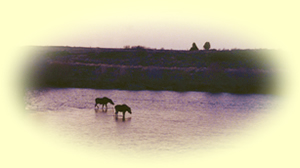 Moose watering on the Henry's Fork River