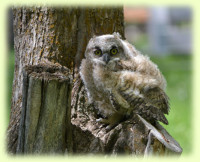 Owlett at Henry's Fork Ranch