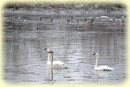 Trumpeter Swans