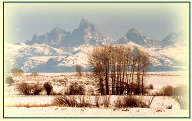 Tetons and Trumpeter Swans